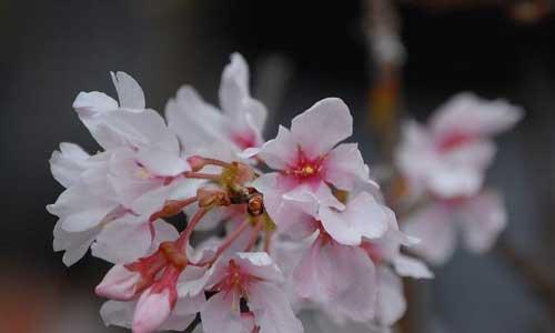 樱花花期持续多久？一般花期是几天？