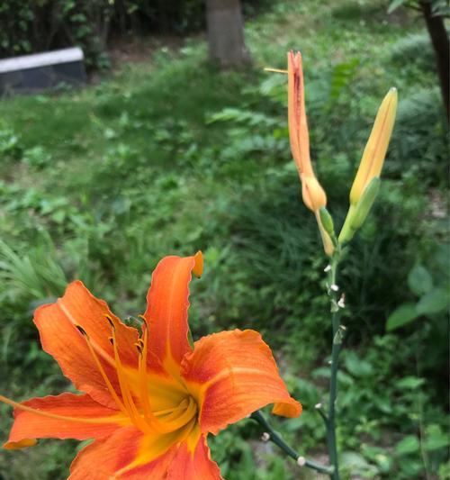 父爱如花（用鲜花诠释父爱的无尽柔情）