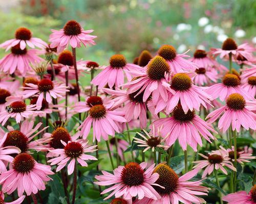 松果菊花语的美丽寓意（探寻松果菊的花语）