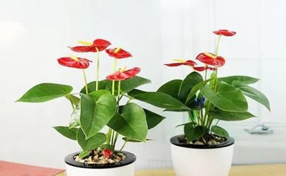 火鹤花的风水寓意与摆放位置（探究火鹤花的风水福利及正确摆放位置）