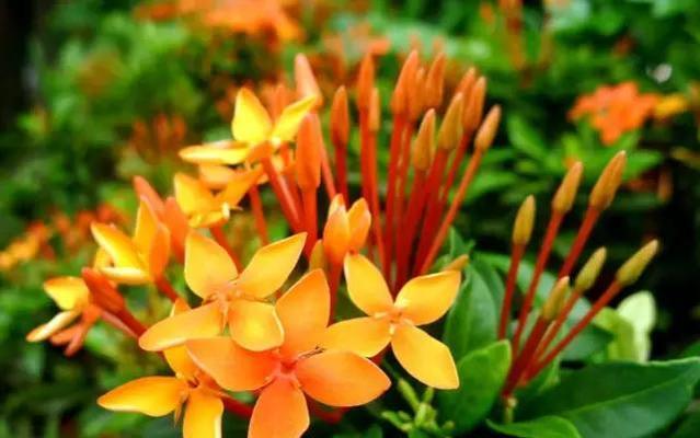 龙船花语（探寻龙船花背后的意义与象征）