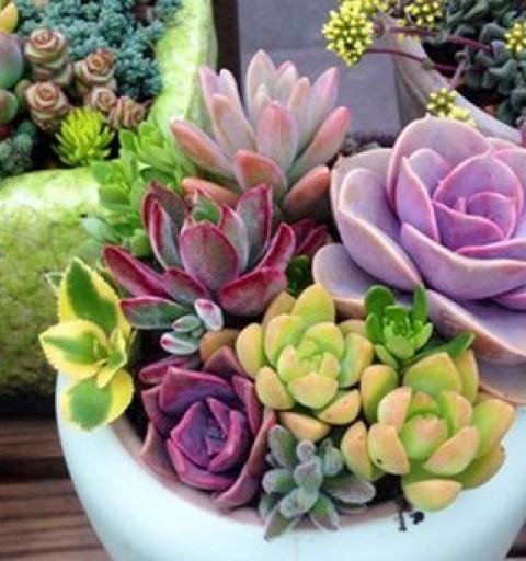 家里养多肉风水好吗？多肉植物对家居风水的影响是什么？
