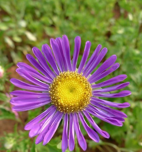 紫色翠菊花语的美丽与含义（探寻紫色翠菊花语的深层意义）