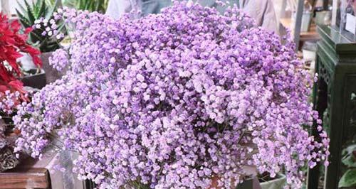 紫色满天星花语——祝福与浪漫（紫色满天星花语的深意与传承）