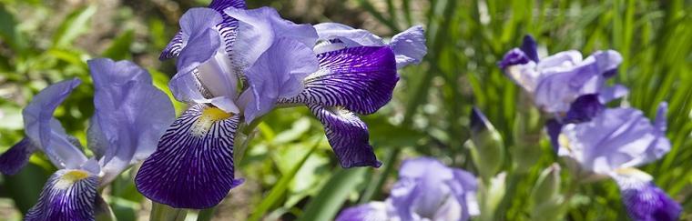 鸢尾草花语的意义与传承（传递着爱情与希望的多彩花卉之语）