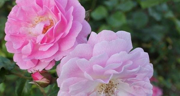 蔷薇花（探寻蔷薇花的寓意和象征意义）