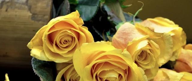 16朵黄玫瑰的花语（黄玫瑰象征的含义和表达的情感）