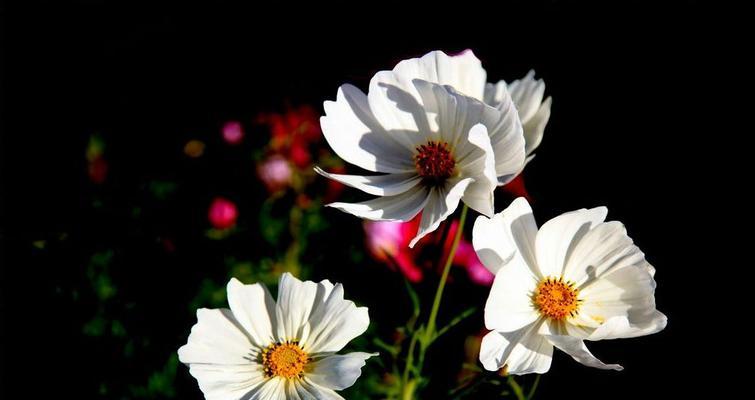 黑色波斯菊花语（探索黑色波斯菊的象征与意义）