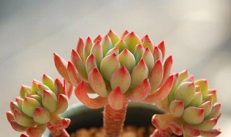 多肉花语与情感的奇妙呼应（探秘多肉植物的花语之谜）