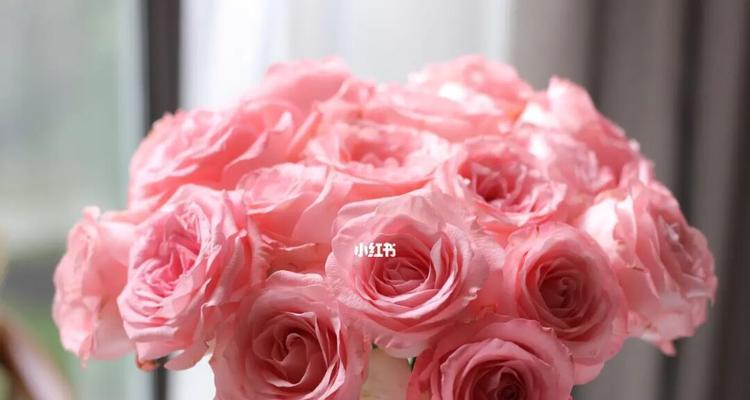 戴安娜玫瑰（探寻戴安娜玫瑰的神秘寓意与美丽故事）