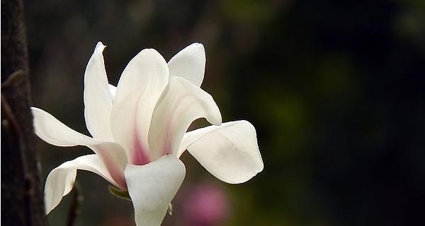 胡杨树（胡杨花语与寓意）