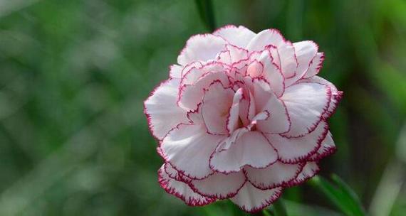 友谊的花朵（探索友谊之花）