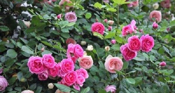 玫瑰属于什么植物类型？了解玫瑰的分类和特性？