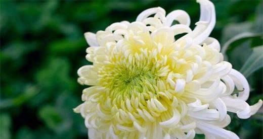 绿菊花代表什么？绿菊花的寓意有哪些常见问题解答？