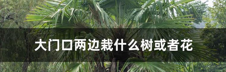 大蒜种植偏好什么光照条件？喜阳还是喜阴？