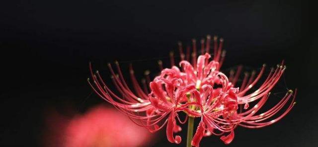 凋零的花朵（以花为载体）