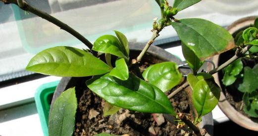 盆栽植物叶尖干枯怎么办？如何有效预防和处理？