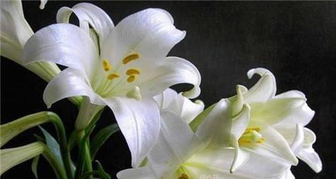 圣心百合花语的意义与传承（探寻圣心百合花语的深层寓意与文化价值）