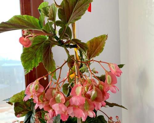 海棠花怕冷还是怕热？如何正确养护？