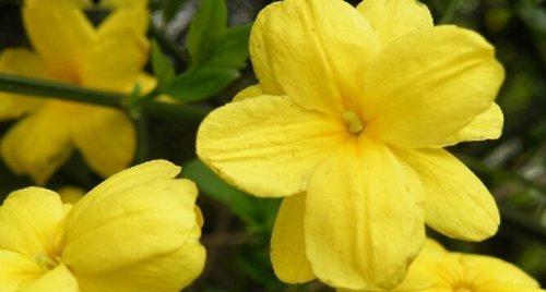 迎春花不开花怎么办？如何解决常见开花问题？