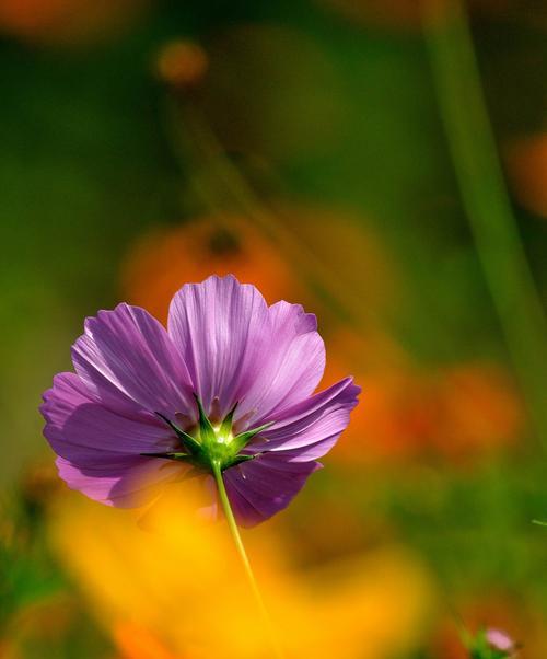 波斯菊花的寓意与象征意义（探寻波斯菊花的美与哲学）