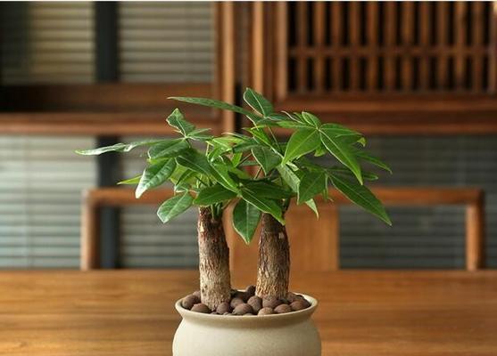 室内可以种植的植物有哪些？这些植物适合新手吗？