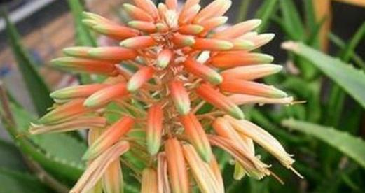 孔雀芦荟花语（传承千年的花语之美）