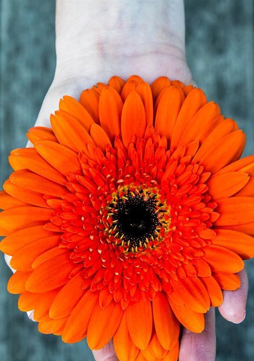 非洲菊寓意大揭秘（探索非洲菊的花语与象征意义）