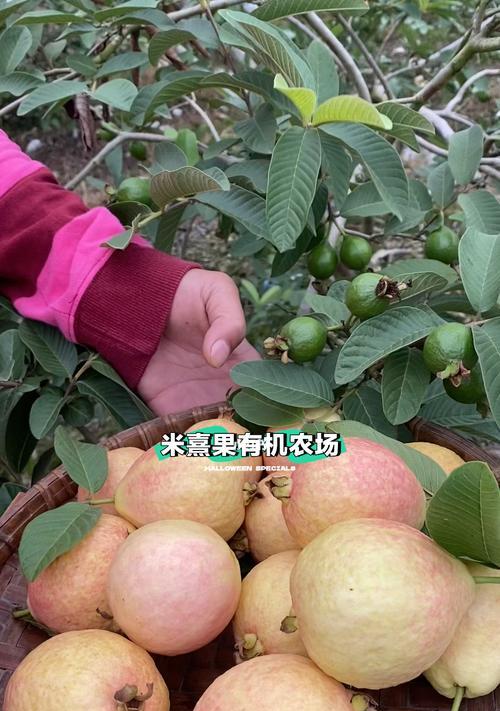 番石榴什么时候成熟？几月份可以采摘上市？