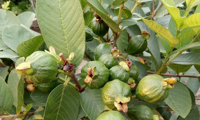 番石榴什么时候成熟？几月份可以采摘上市？