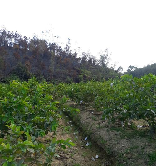 番石榴什么时候成熟？几月份可以采摘上市？