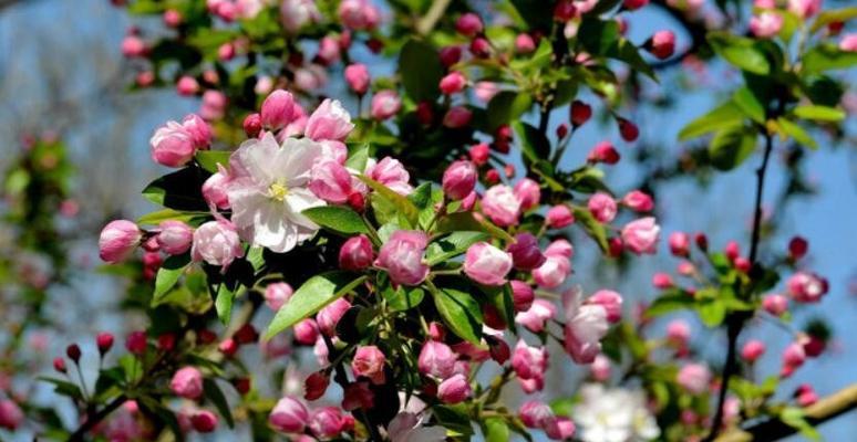 四季海棠花语的象征与寓意（四季海棠花）