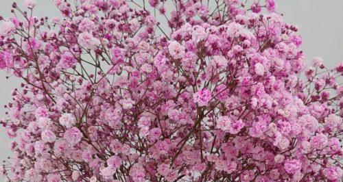 满天星的含义与象征（绽放无畏）