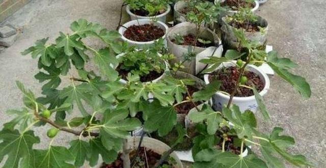 凤眼菩提长虫子了怎么办？如何有效处理和预防？