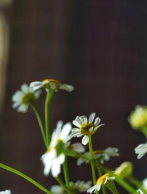 洋甘菊（探寻洋甘菊花语的深刻内涵）