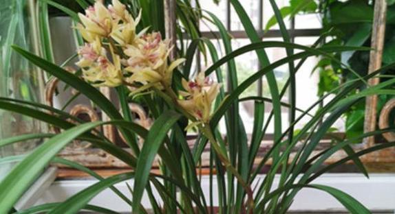 室内养兰花多久浇一次水？如何判断兰花的水分需求？