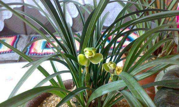 室内养兰花多久浇一次水？如何判断兰花的水分需求？