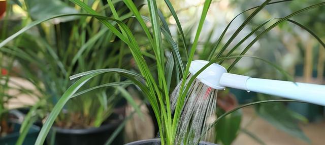 室内养兰花多久浇一次水？如何判断兰花的水分需求？