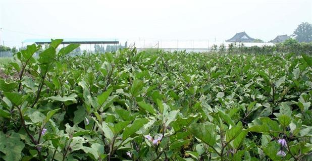 茄子如何保鲜？存放方法延长新鲜度？