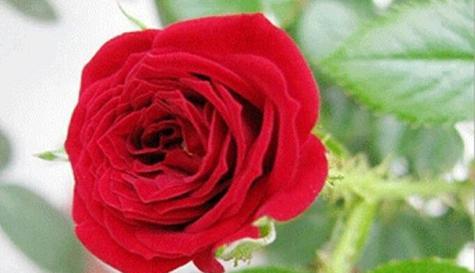 花语讲述陪伴一生，以什么花为主题（探寻花语中的永恒）