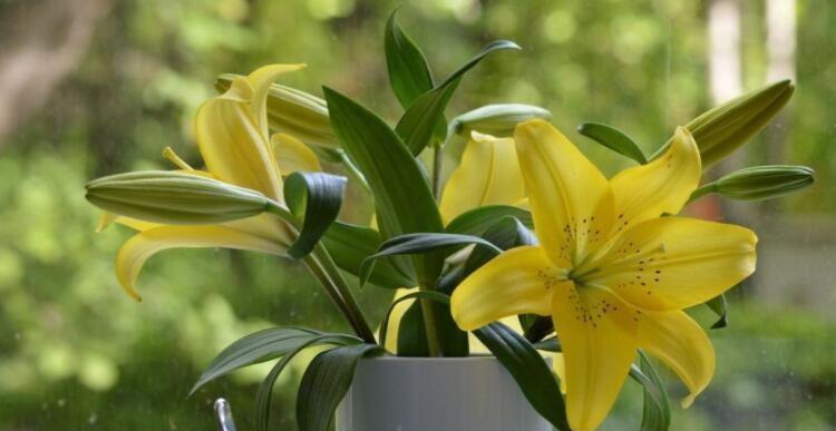 花开友谊，十朵情缘（描绘友情的十种代表花）