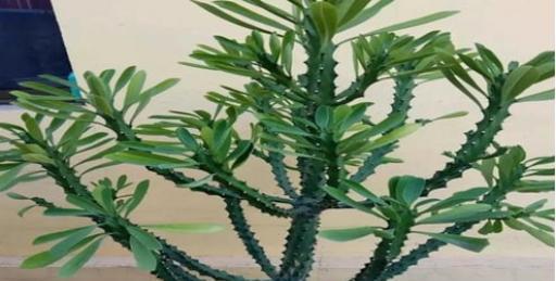 霸王鞭养殖需要注意什么?如何正确养殖霸王鞭? 霸王鞭养殖需要注意什么?如何正确养殖霸王鞭?