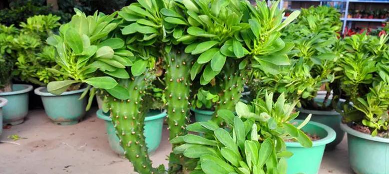 霸王鞭养殖需要注意什么?如何正确养殖霸王鞭? 霸王鞭养殖需要注意什么?如何正确养殖霸王鞭?