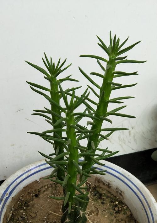 霸王鞭养殖需要注意什么?如何正确养殖霸王鞭? 霸王鞭养殖需要注意什么?如何正确养殖霸王鞭?