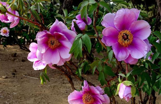 牡丹花（探寻牡丹花的美丽寓意和文化内涵）