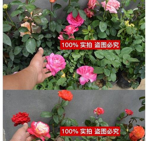 玫瑰开花后怎么处理？如何进行修剪和养护？