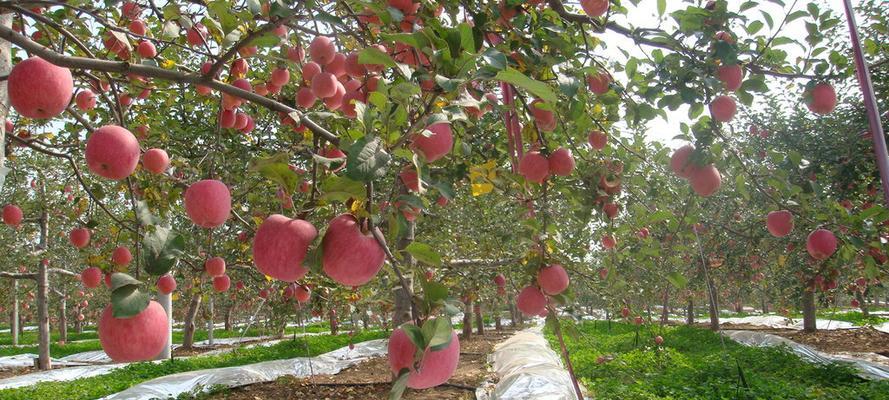 苹果原产地在哪里？全球苹果种植分布情况解析？