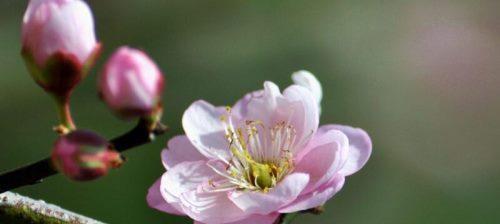 竹子的象征意义与文化内涵（探寻竹子的精神象征与生活哲学）