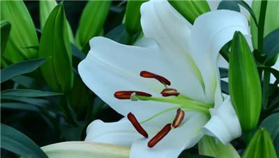 以菊花为主题的文章（菊花的花语与成长）