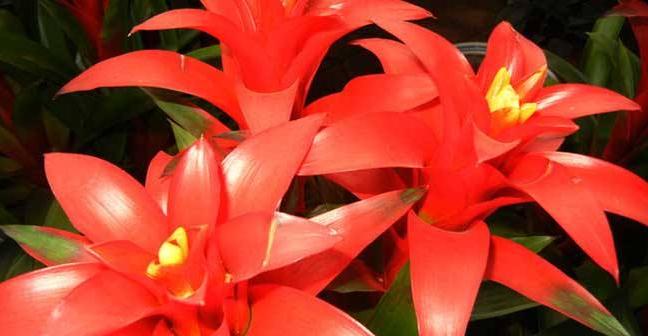 属牛的人养什么花最合适？属牛的花卉风水有哪些讲究？